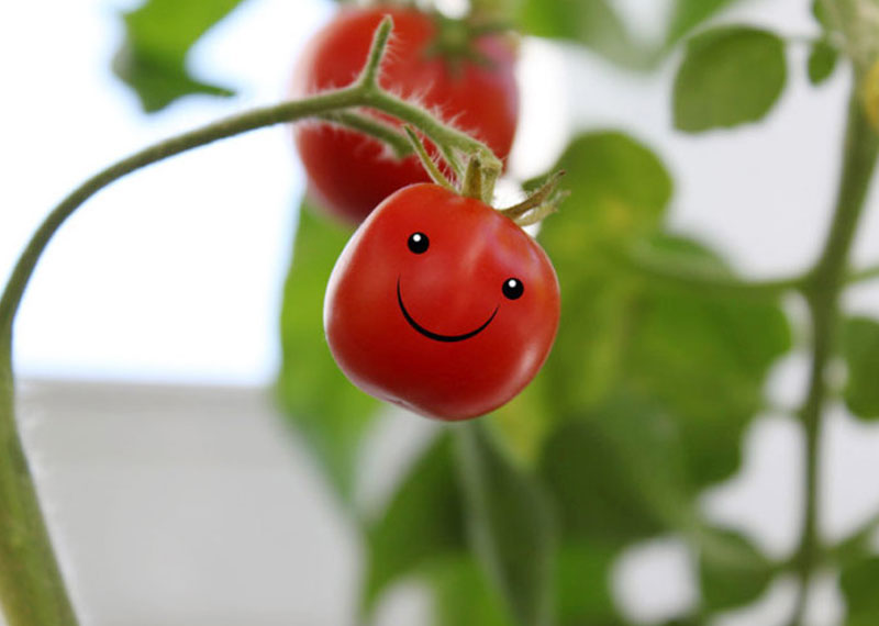 Помидоры помидоры песня сектор газа. Живой помидор. Забавный помидор. Смешной помидор. Помидор улыбается.