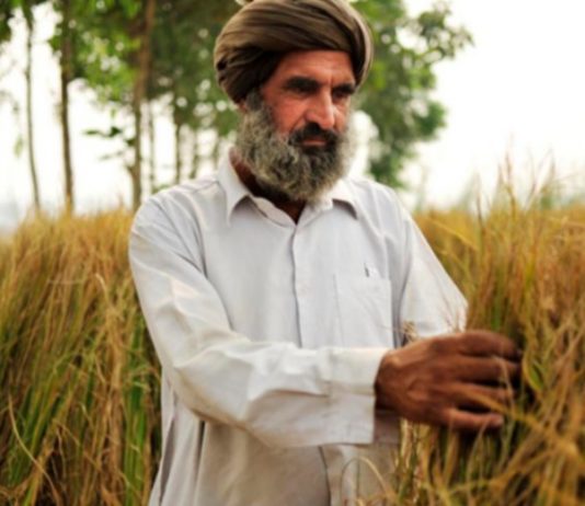 Father of Wheat Revolution